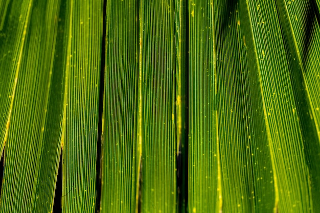 Um ramo de palmeiras closeup. Palm e textura tropical. Fundo verde