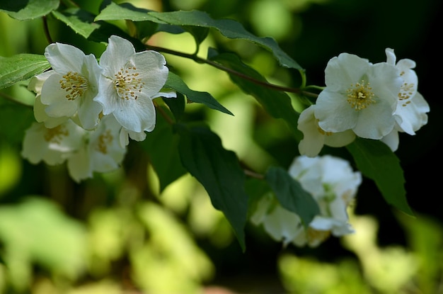 Um ramo de um jasmim florido no verão