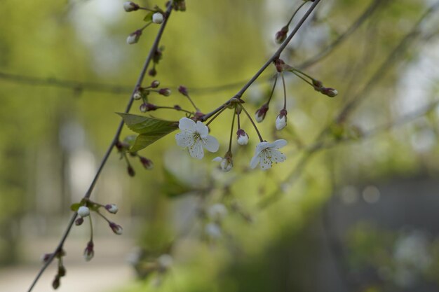 Foto um ramo de uma árvore com flores brancas nele