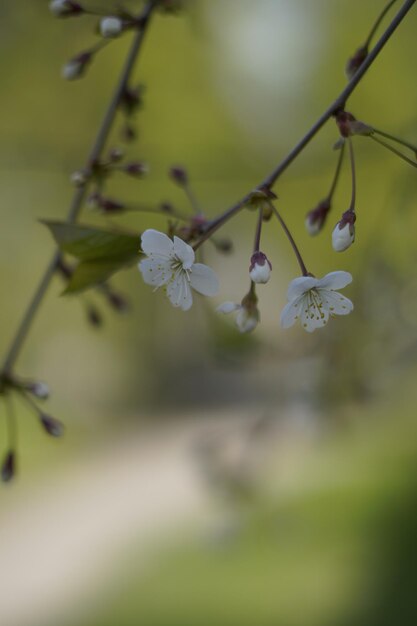 Foto um ramo de uma árvore com flores brancas