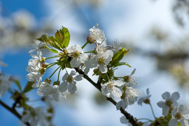 Um ramo de uma cerejeira com flores brancas