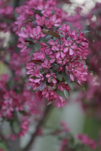 Um ramo de uma maçã decorativa em flor em um fundo verde borrado