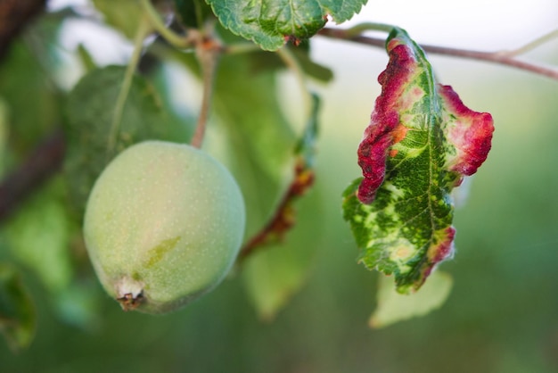 Um ramo de uma maçã em que pendura uma mação verde imatura e várias folhas com um fungo