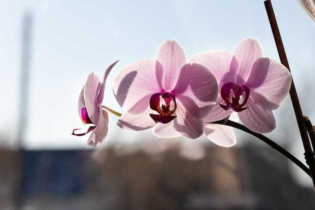 Um ramo de uma orquídea rosa em uma panela na janela