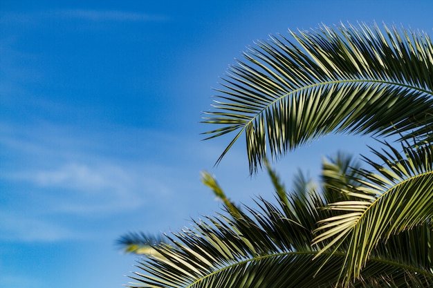 Um ramo de uma palmeira em um céu azul, copyspace