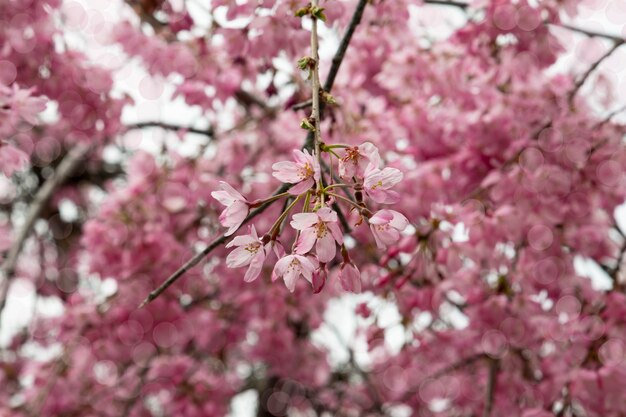 Um ramo florido de macieira na primavera