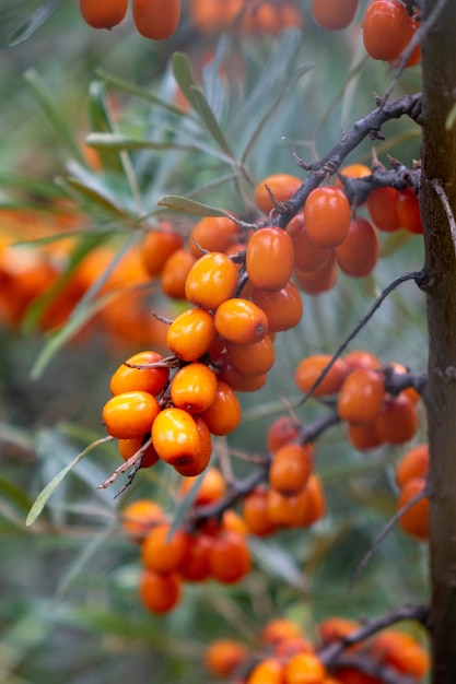 Um ramo verde com suculentas bagas maduras de espinheiro-mar no jardim de verão. Comida saudável ecológica