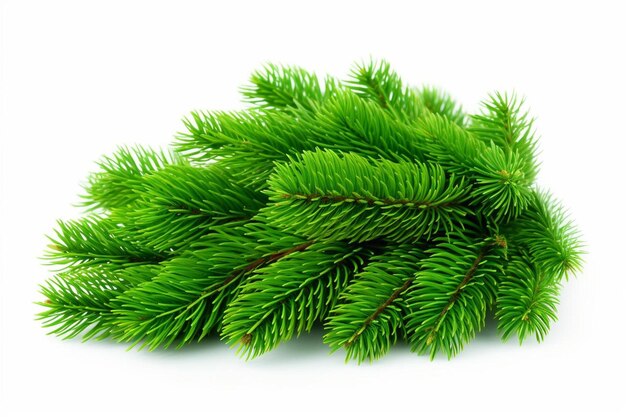 Foto um ramo verde de uma pine está deitado em um fundo branco