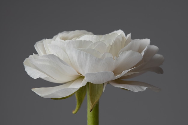 um ranúnculo branco em um fundo cinza, o conceito de um cartão de felicitações para o Dia dos Namorados, Dia das Mães