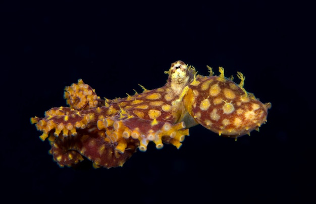 Um raro Mosaico Polvo - Abdopus abaculus. Animais marinhos de Bali.