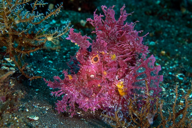 Um raro Weedy Scorpionfish - Rhinopias frondosa. Vida marinha de Bali, Indonésia.