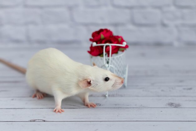 Um ratinho branco bonito senta-se ao lado de um buquê de flores vermelhas. as flores são dispostas em uma cesta branca de brinquedos para bicicletas.