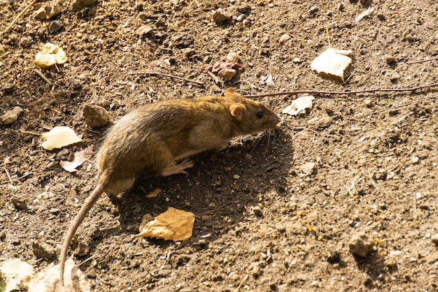 Um rato cinza em busca de comida no chão