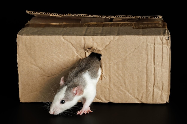 Foto um rato colorido sai de um buraco em uma caixa de papelão o rato roeu através do buraco peste isolado em um fundo preto para letras