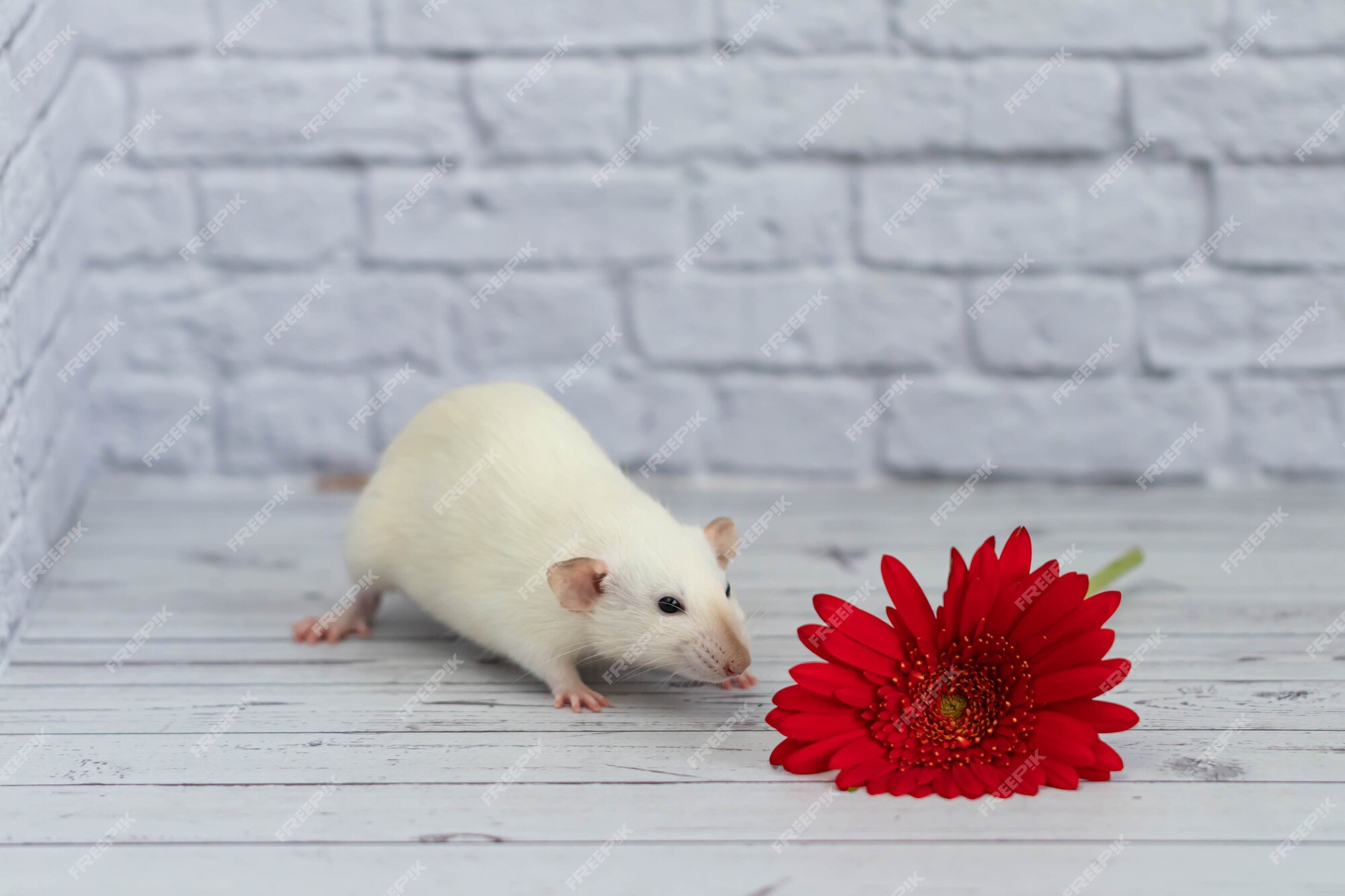 Rato dumbo decorativo ao lado de flores de crisântemo em um branco é fotos,  imagens de © Florimel #256359758