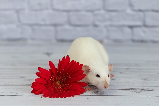 Um rato pequeno decorativo branco bonito e engraçado senta-se ao lado de uma flor gerbera vermelha. Close-up do roedor em um fundo de uma parede de tijolos brancos.
