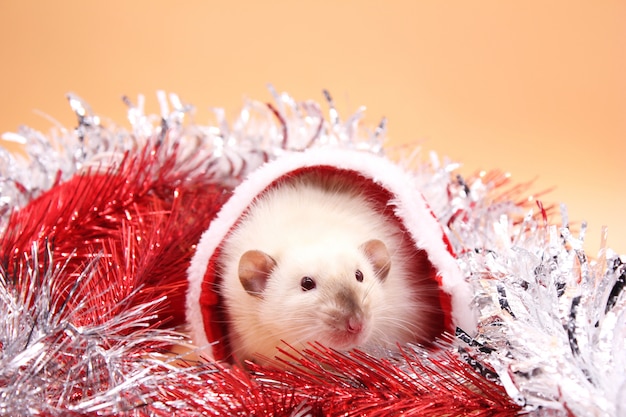 Um rato senta-se dentro do chapéu de Papai Noel entre o ouropel