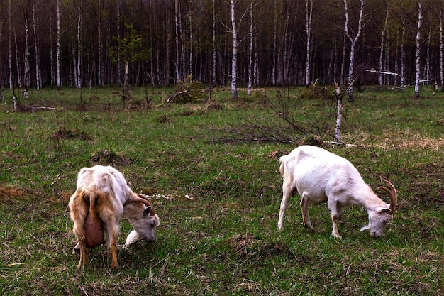 Um rebanho de cabras aparece no campo