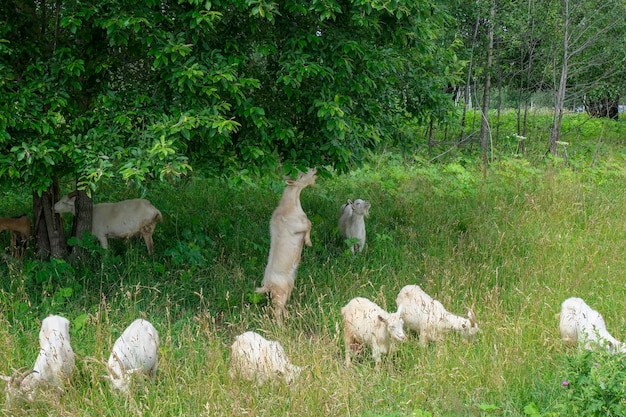 Um rebanho de cabras pasta no prado sob as árvores, uma cabra pula para comer as folhas das árvores