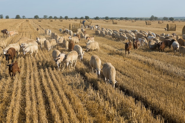 Um rebanho de cabras pastam em um campo ceifado após a colheita do trigo. Grandes fardos redondos de pilhas.