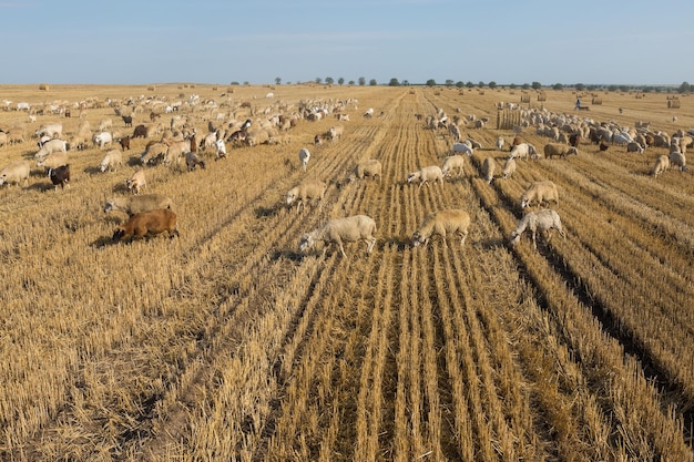 Um rebanho de cabras pastando em um campo ceifado após a colheita do trigo Grandes fardos redondos de pilhas