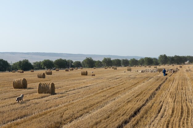 Um rebanho de cabras pastando em um campo ceifado após a colheita do trigo grandes fardos redondos de pilhas