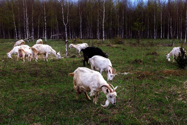 Um rebanho de cabras pastando no prado