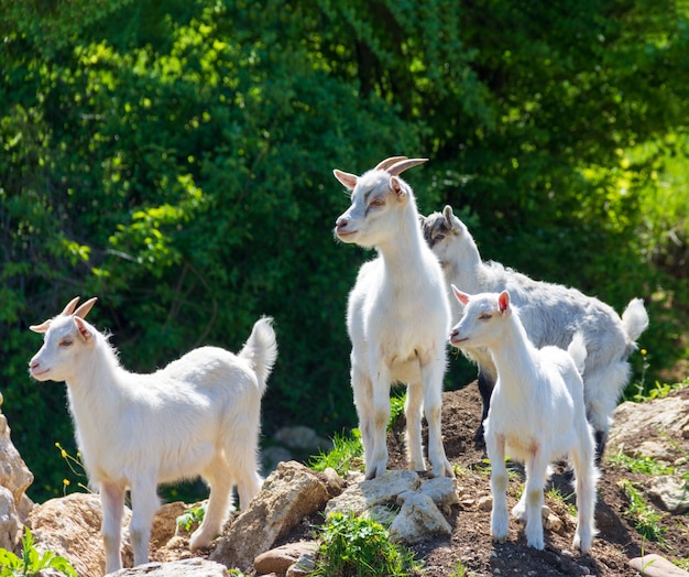 Um rebanho de jovens cabras brancas pastam em pastagens em um dia ensolarado de primavera