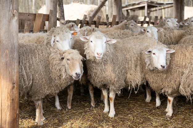 Foto um rebanho de ovelhas de pé juntos