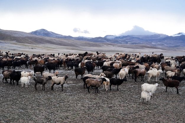 Um rebanho de ovelhas em uma encosta coberta de neve, paisagem de pastagem do planalto. Foto de alta qualidade