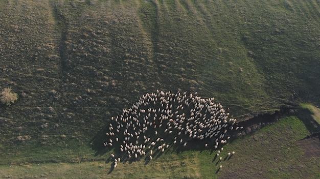 Um rebanho de ovelhas está reunido em um campo, com o sol brilhando no horizonte.