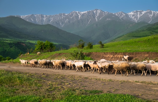 Um rebanho de ovelhas na estrada das montanhas