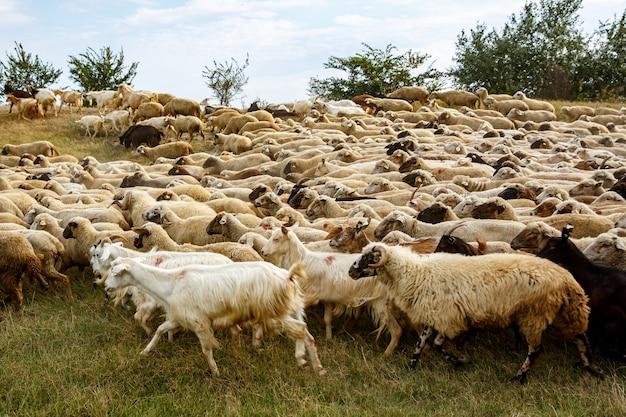Um rebanho de ovelhas na pastagem