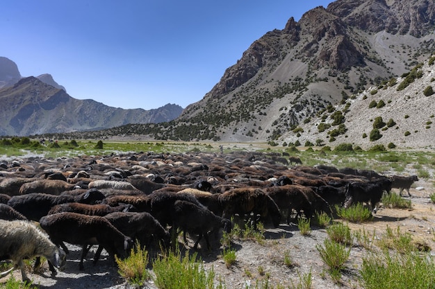 Um rebanho de ovelhas nas montanhas do Tadjiquistão Fan Mountains