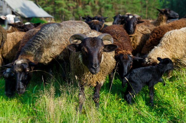 Um rebanho de ovelhas pastando em um prado na aldeia.