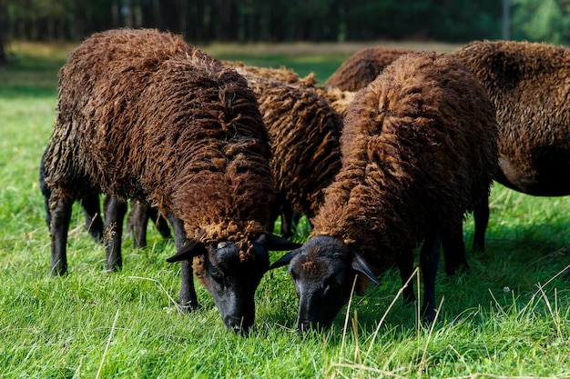 Um rebanho de ovelhas pastando em um prado na aldeia.