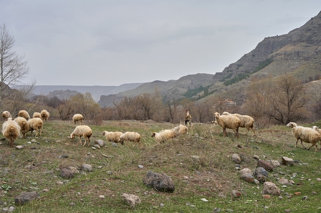 Um rebanho de ovelhas pastando em um prado nas montanhas