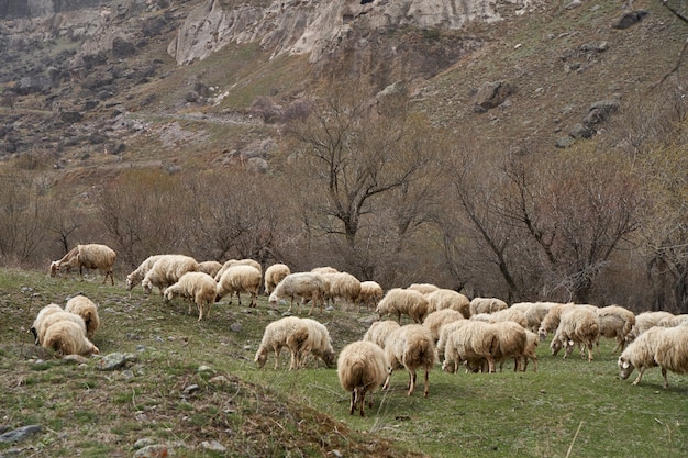 Um rebanho de ovelhas pastando em um prado nas montanhas