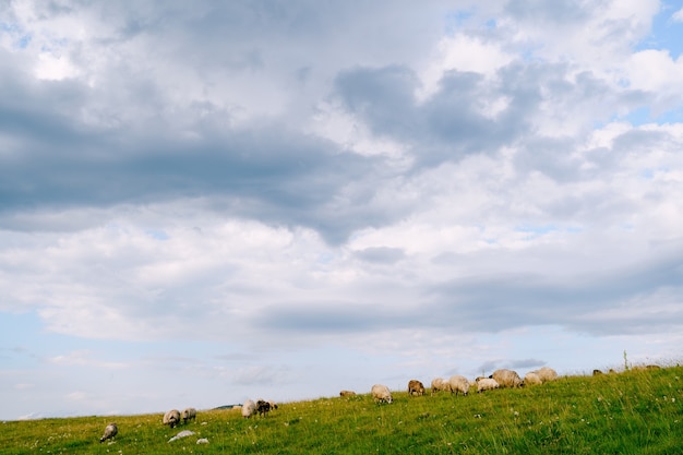 Um rebanho de ovelhas pastando em uma colina verde contra um céu azul com nuvens