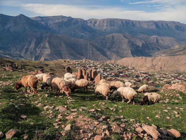 Um rebanho de ovelhas pastava no alto das montanhas ao fundo da aldeia. daguestão. rússia.