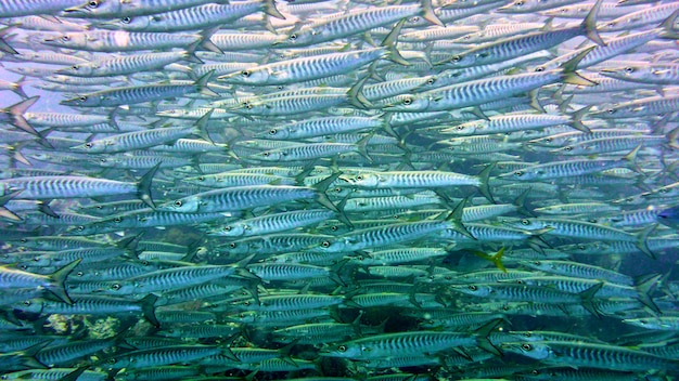 Um rebanho de peixes no Mar Vermelho, Eilat, Israel.