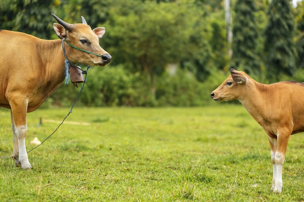 Um rebanho de vacas asiáticas tropicais brilhantes que pastam na grama verde. vaca grande com bezerro.