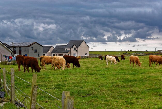 Um rebanho de vacas pasta em um campo com casas ao fundo.