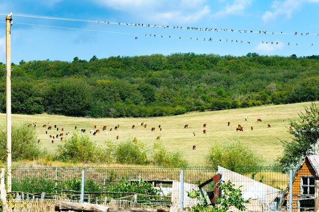 Um rebanho de vacas pasta em um prado em um dia ensolarado de verão