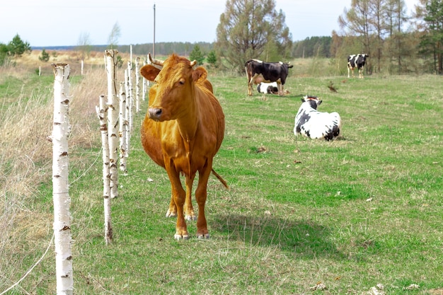 Um rebanho de vacas pastam em um prado verde na primavera. Em primeiro plano, está o retrato de uma vaca vermelha.