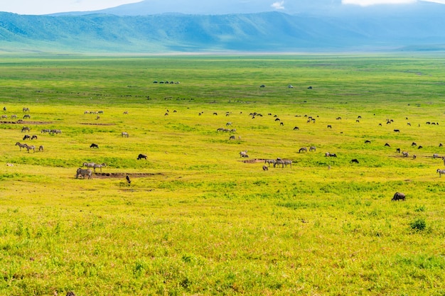 Um rebanho de zebras na área de preservação de Ngorongoro, na Tanzânia.