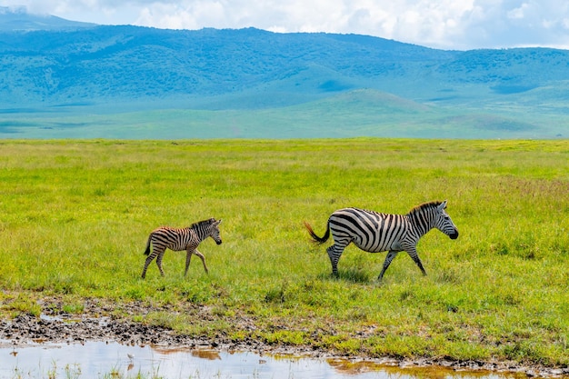 Foto um rebanho de zebras na área de preservação de ngorongoro, na tanzânia.