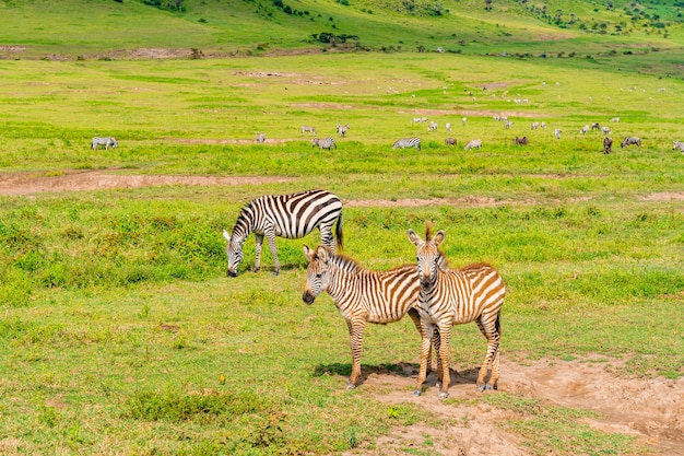 Foto um rebanho de zebras na área de preservação de ngorongoro, na tanzânia.