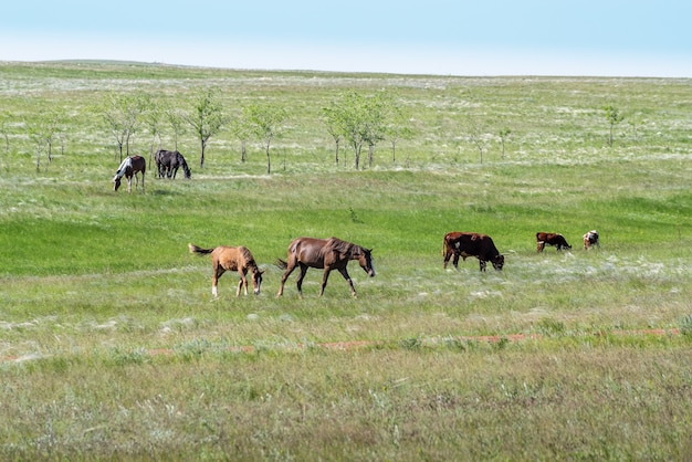 Um rebanho misto de cavalos e vacas na estepe de grama de penas foto tirada em um dia ensolarado de verão na rússia