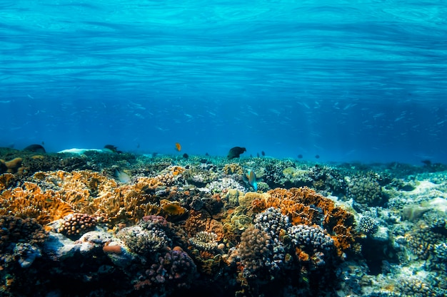 Um recife de coral subaquático no Mar Vermelho